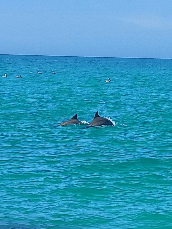Dolphins at North Jetty Beach