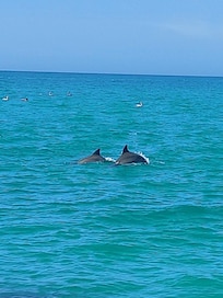 Dolphins at North Jetty Beach