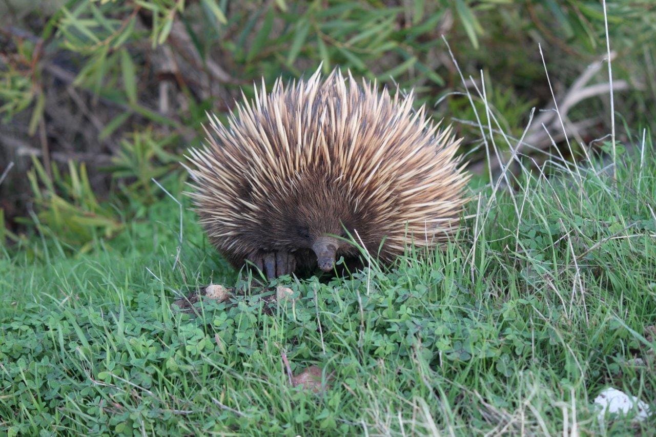 Echidna