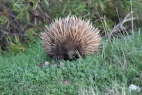 Echidna