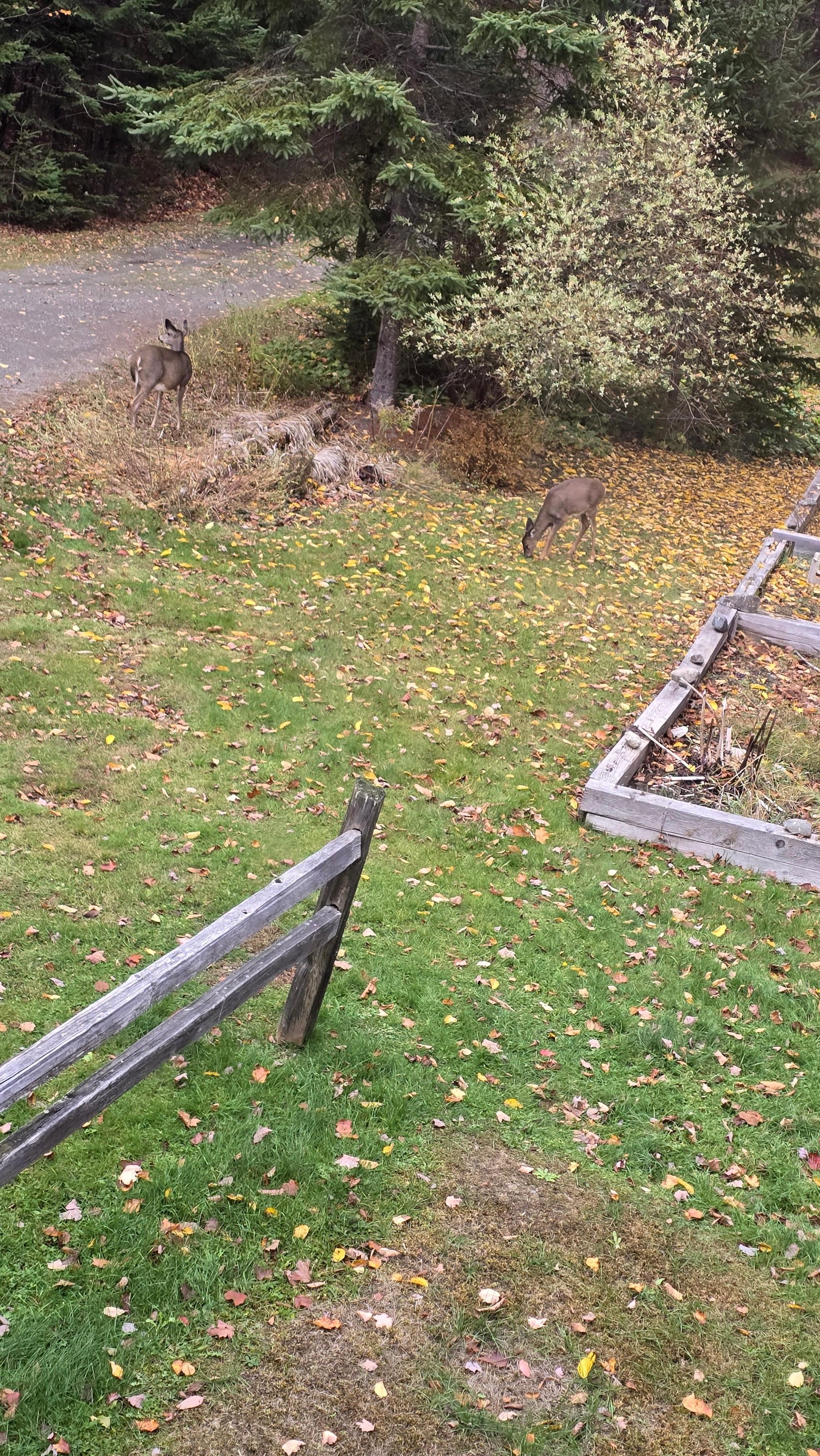 The deer came back the next day close enough to see through the back window. 