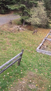 The deer came back the next day close enough to see through the back window.