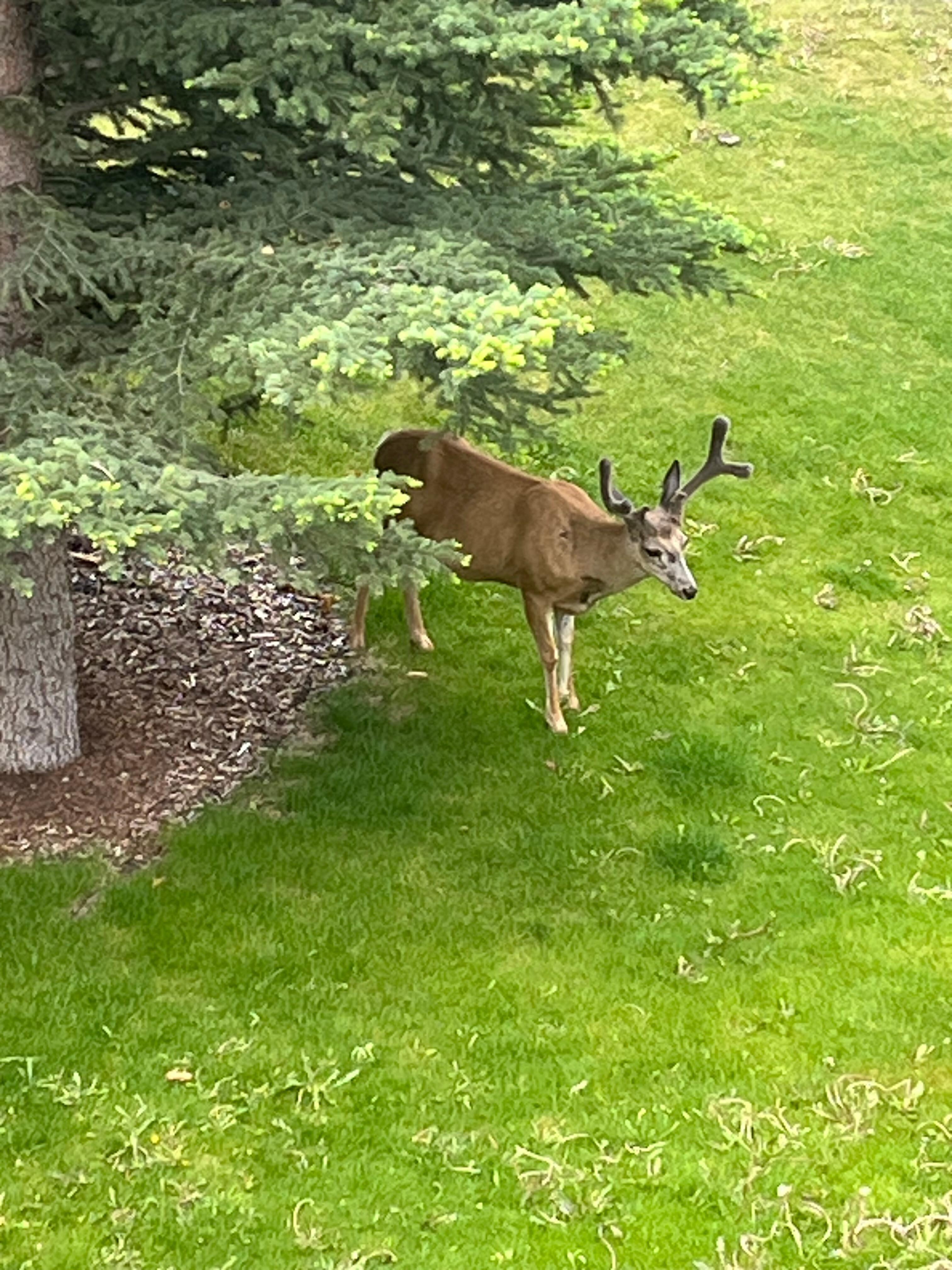 Looking out the window in the morning to see the deer brought joy to my heart. 