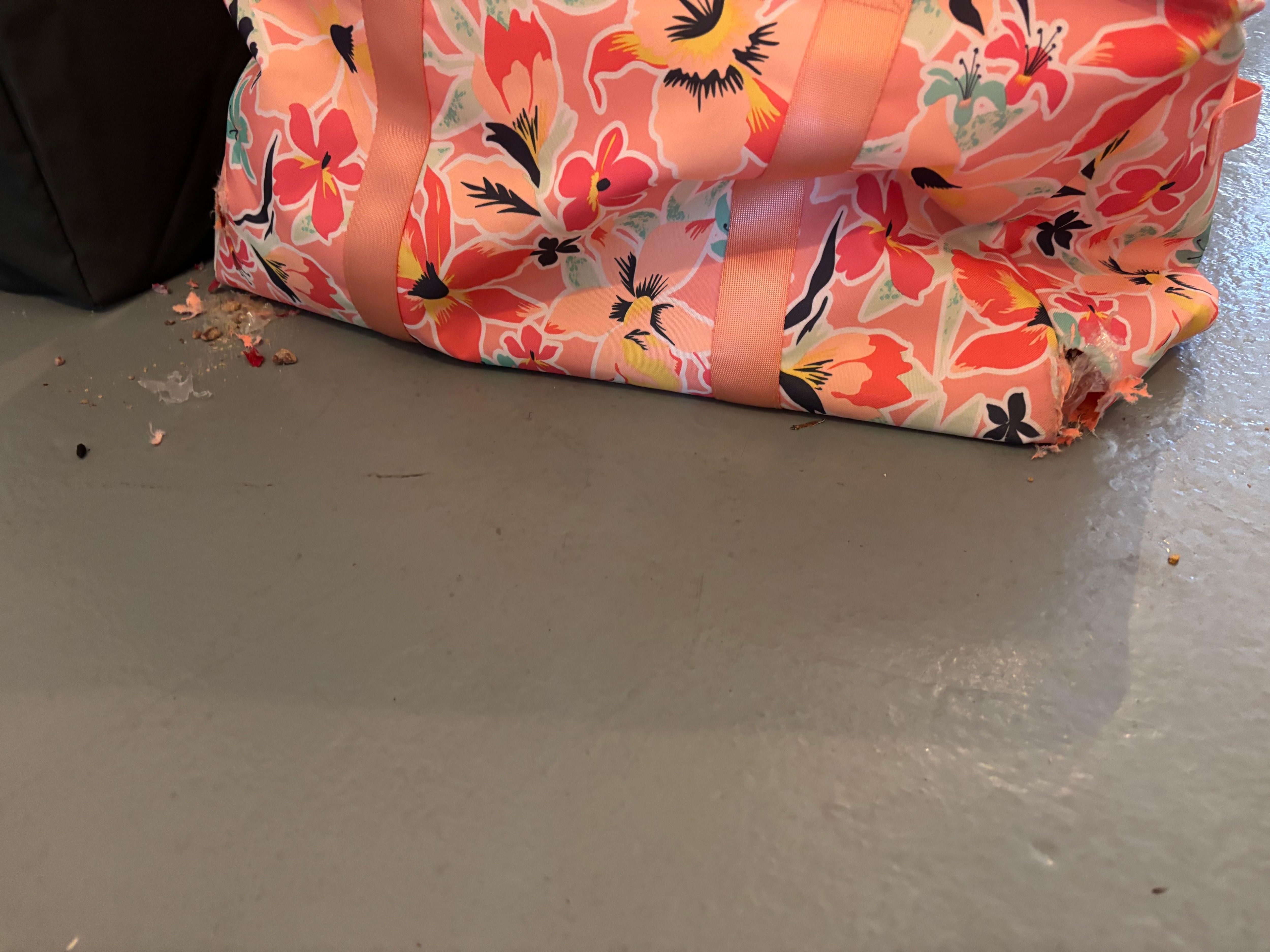 Rats had chewed through our bag and eaten our snacks. 