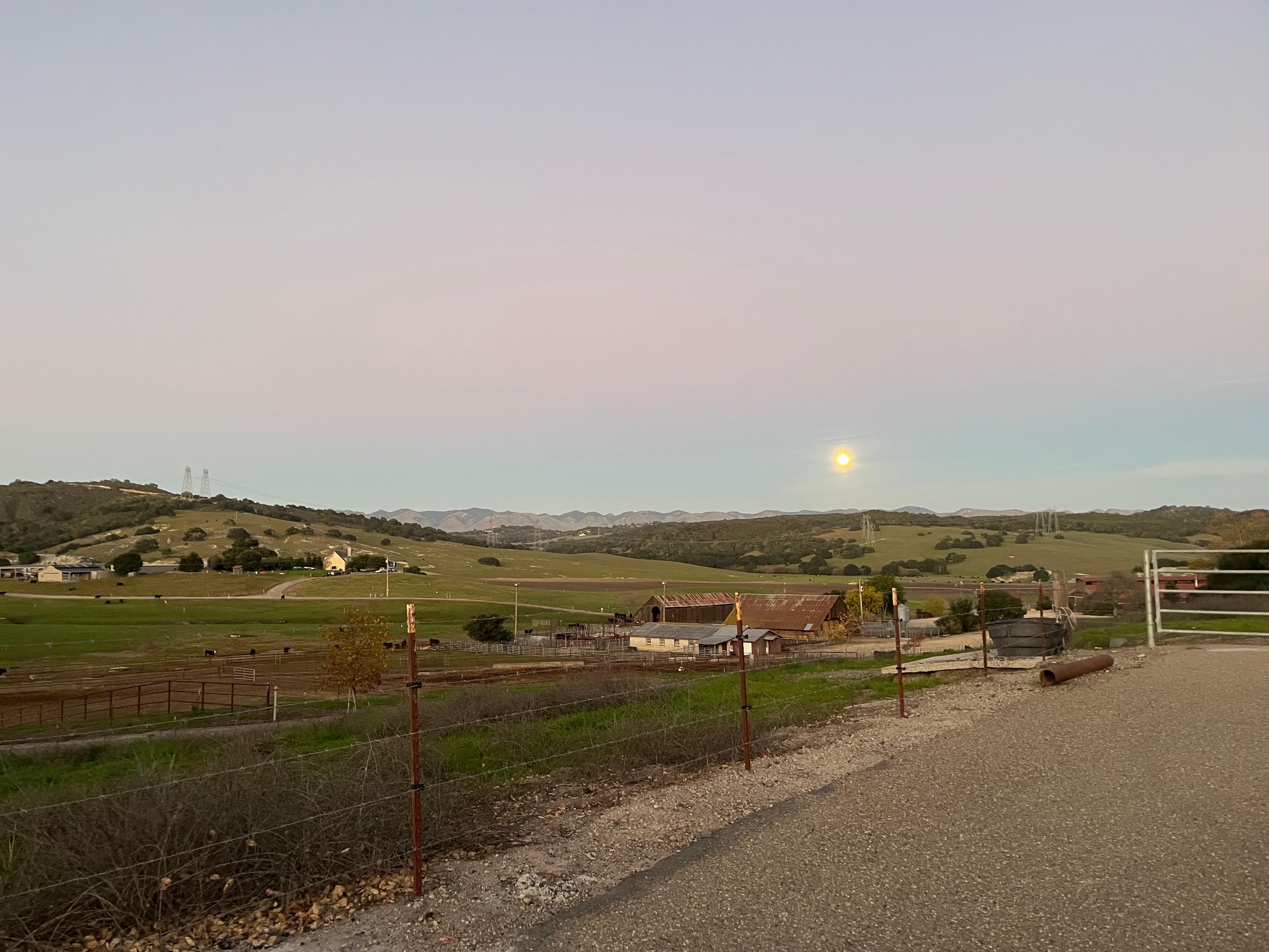Sunset with all the surrounding cows! 