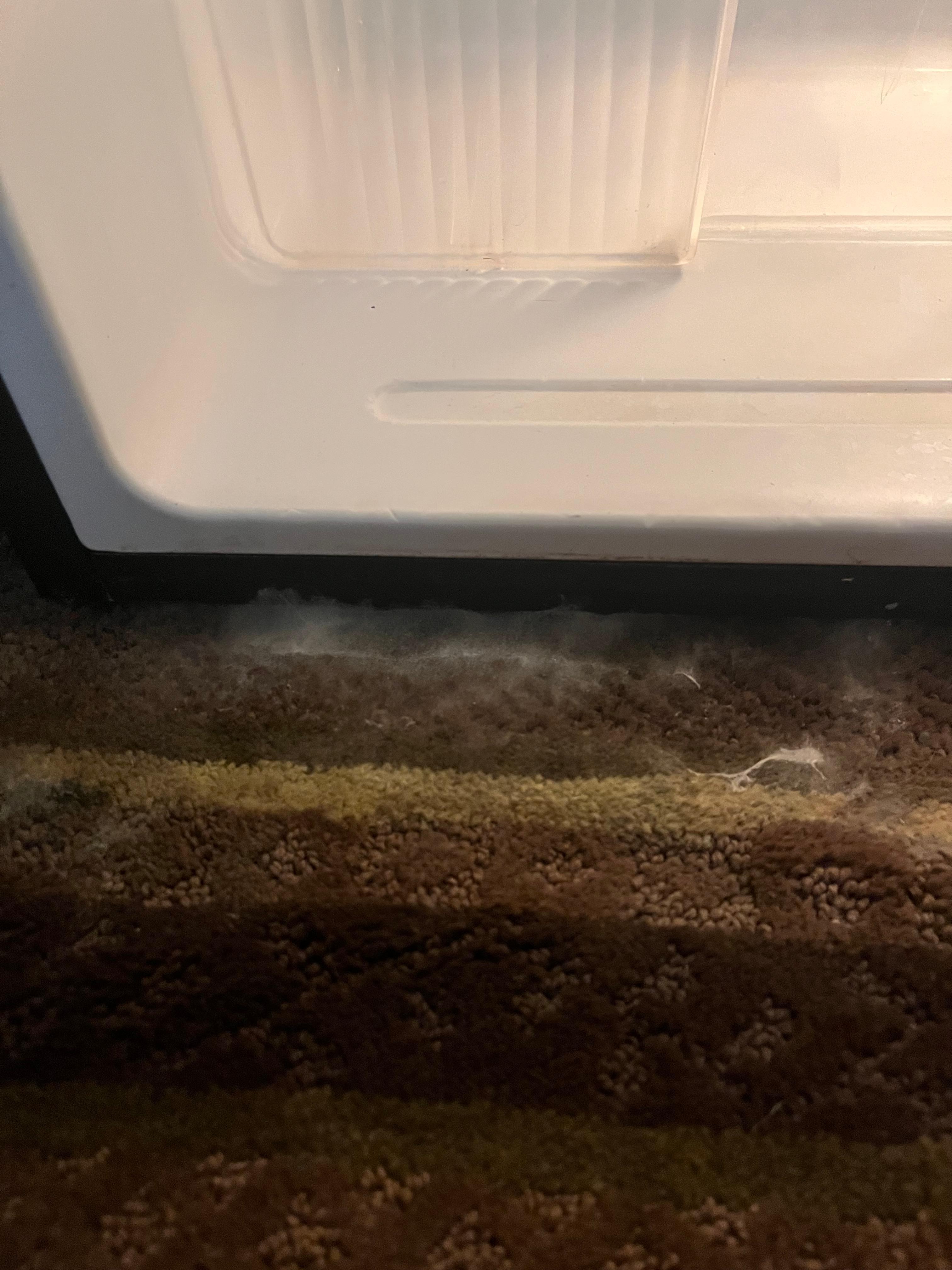 Mold growing from the floor. 