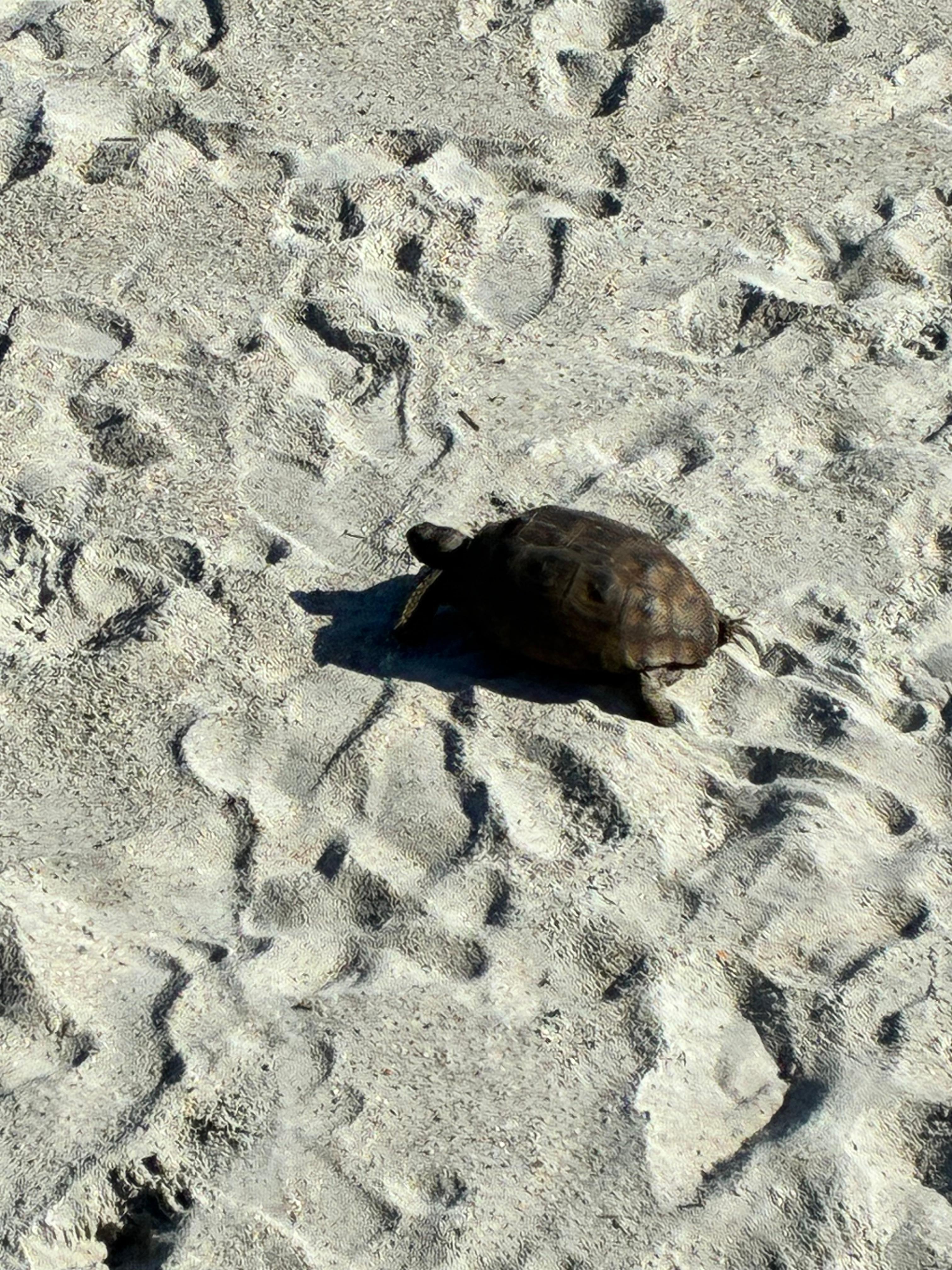 Turtles and rabbits were fun to watch. This one lived in the brush but must have gone for a swim this morning. 