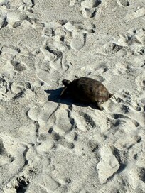 Turtles and rabbits were fun to watch. This one lived in the brush but must have gone for a swim this morning.