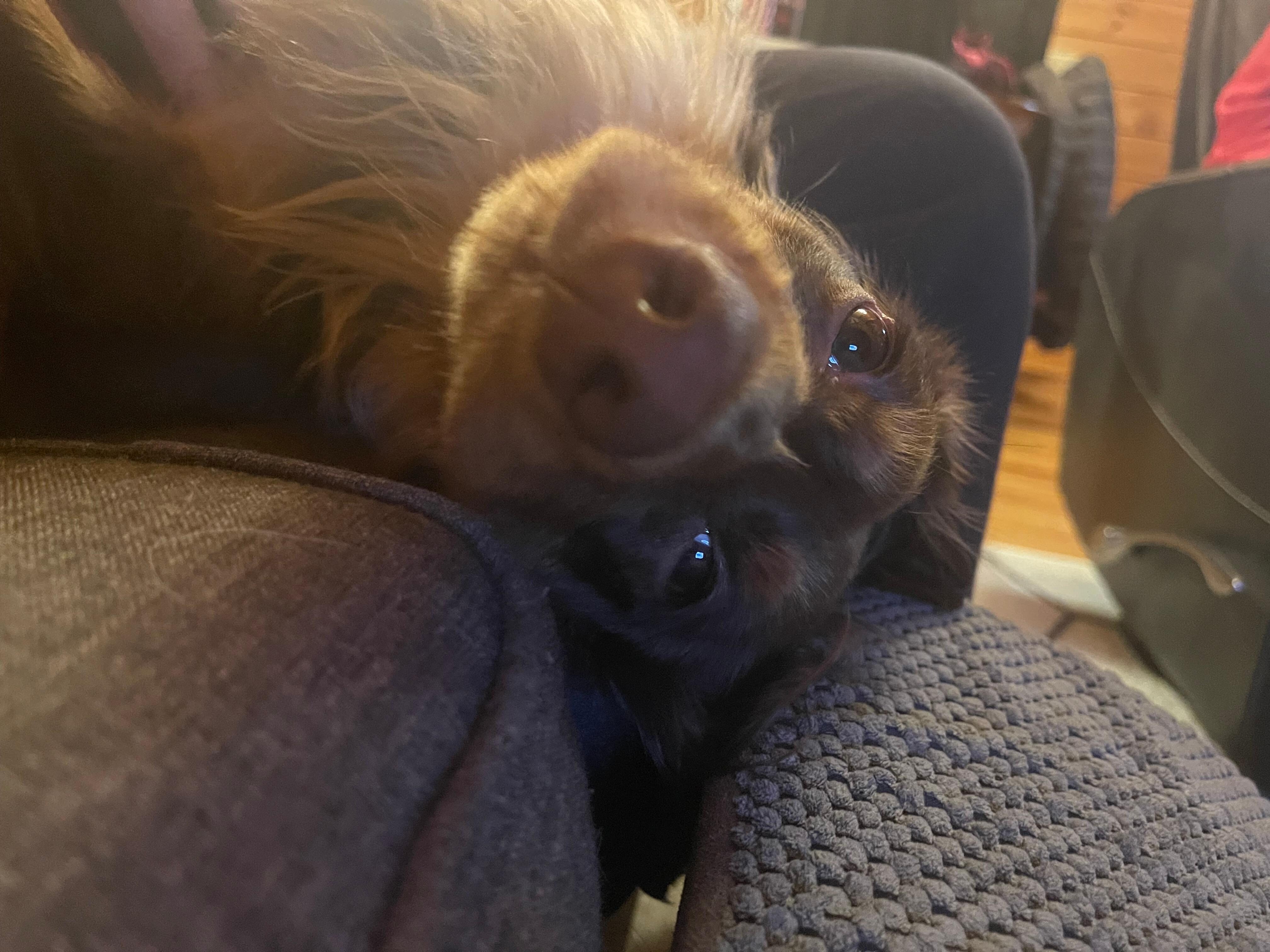 If the dog is happy, so are the humans!  ❤️