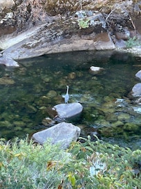 View of Heron fishing from our room!