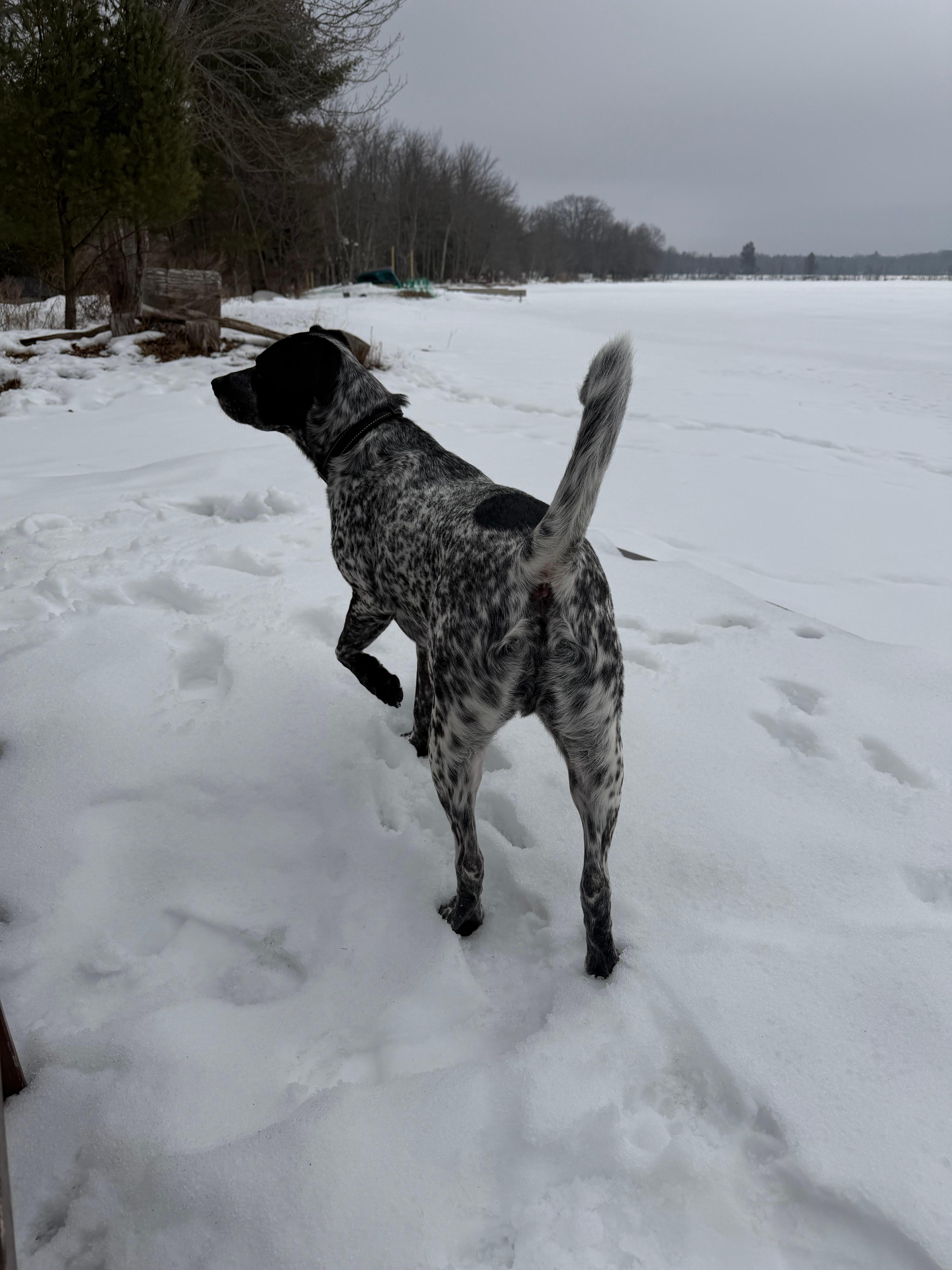 Frozen Lake and Ozzy
