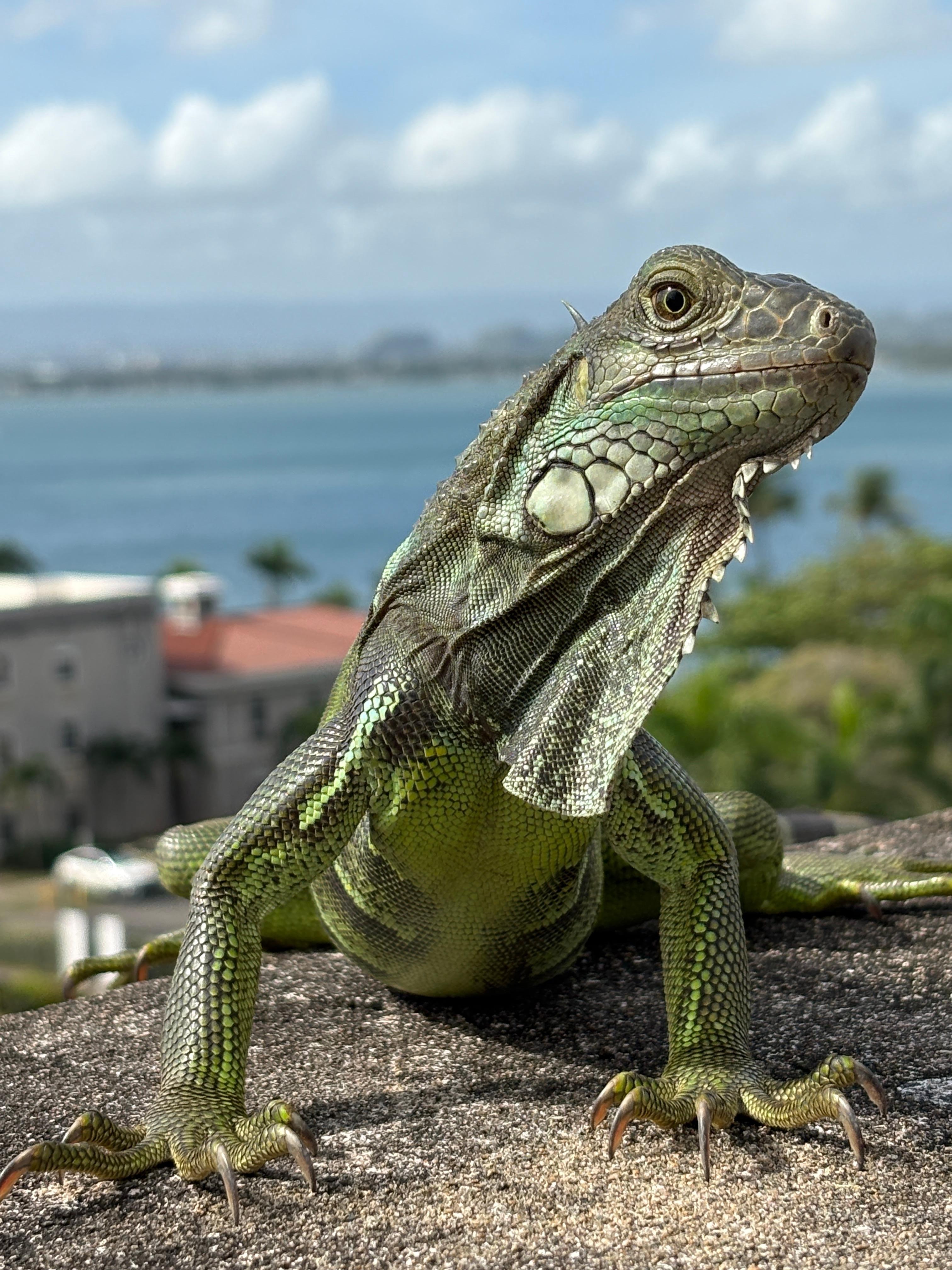 A local visitor to the pool