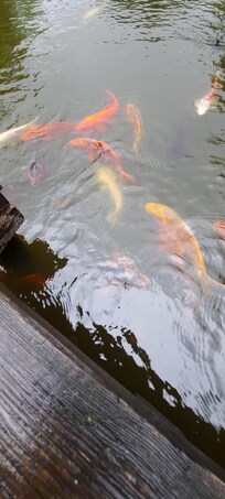 die Koi`s waren zum Anfassen