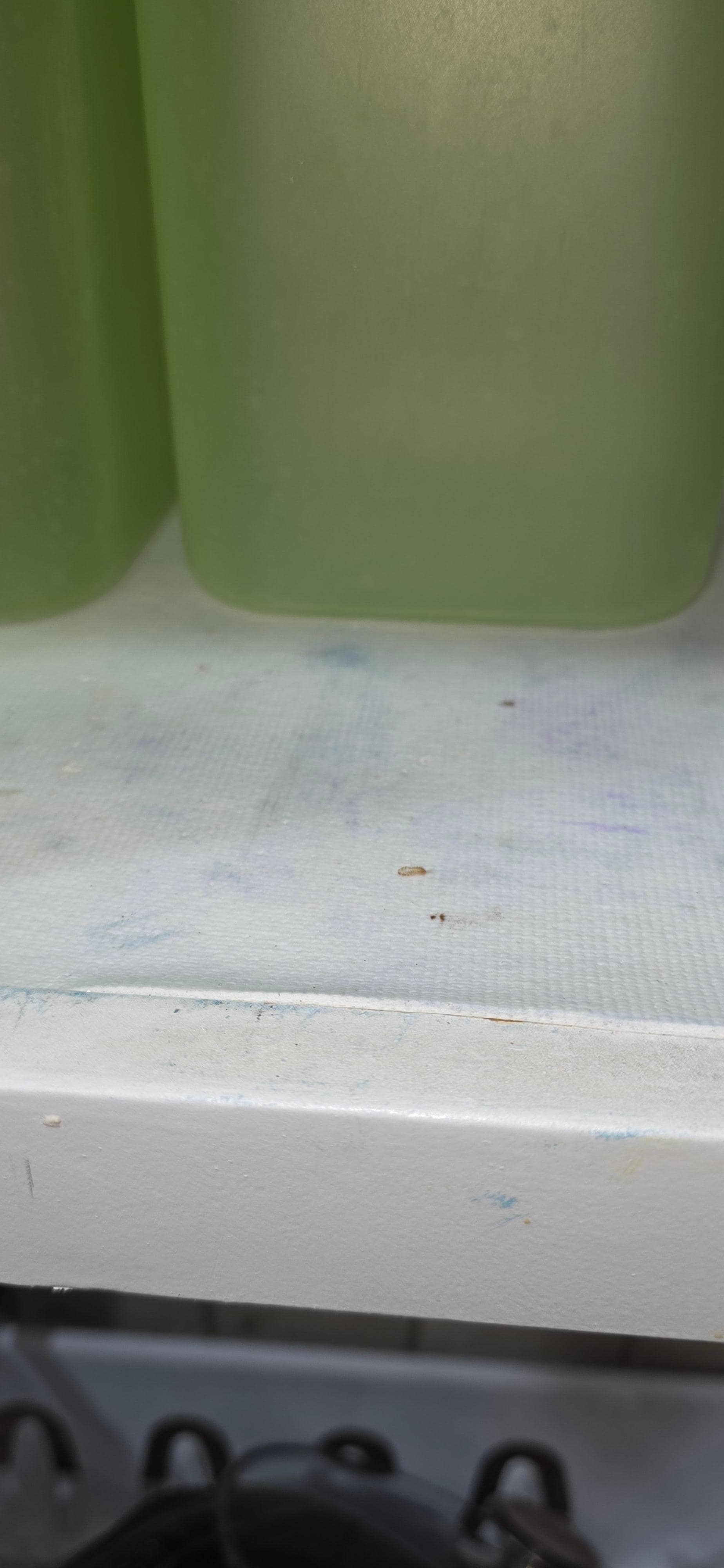 1.Live_insect_inside_kitchen_cupboard