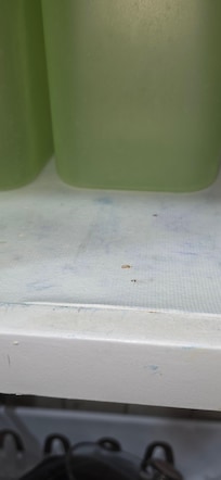 1.Live_insect_inside_kitchen_cupboard