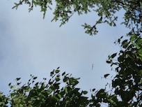 Eagles flying overhead.