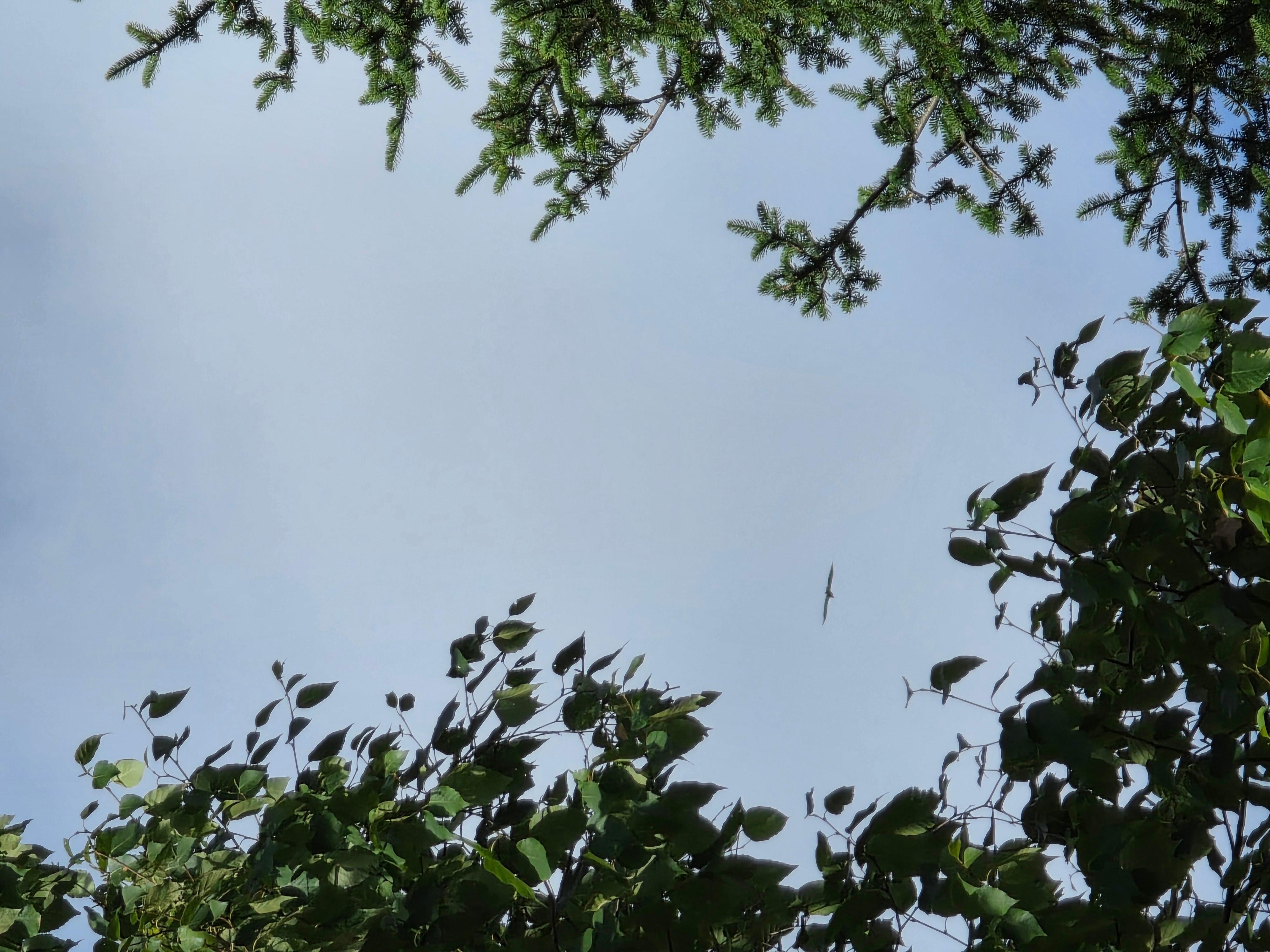 Eagles flying overhead.