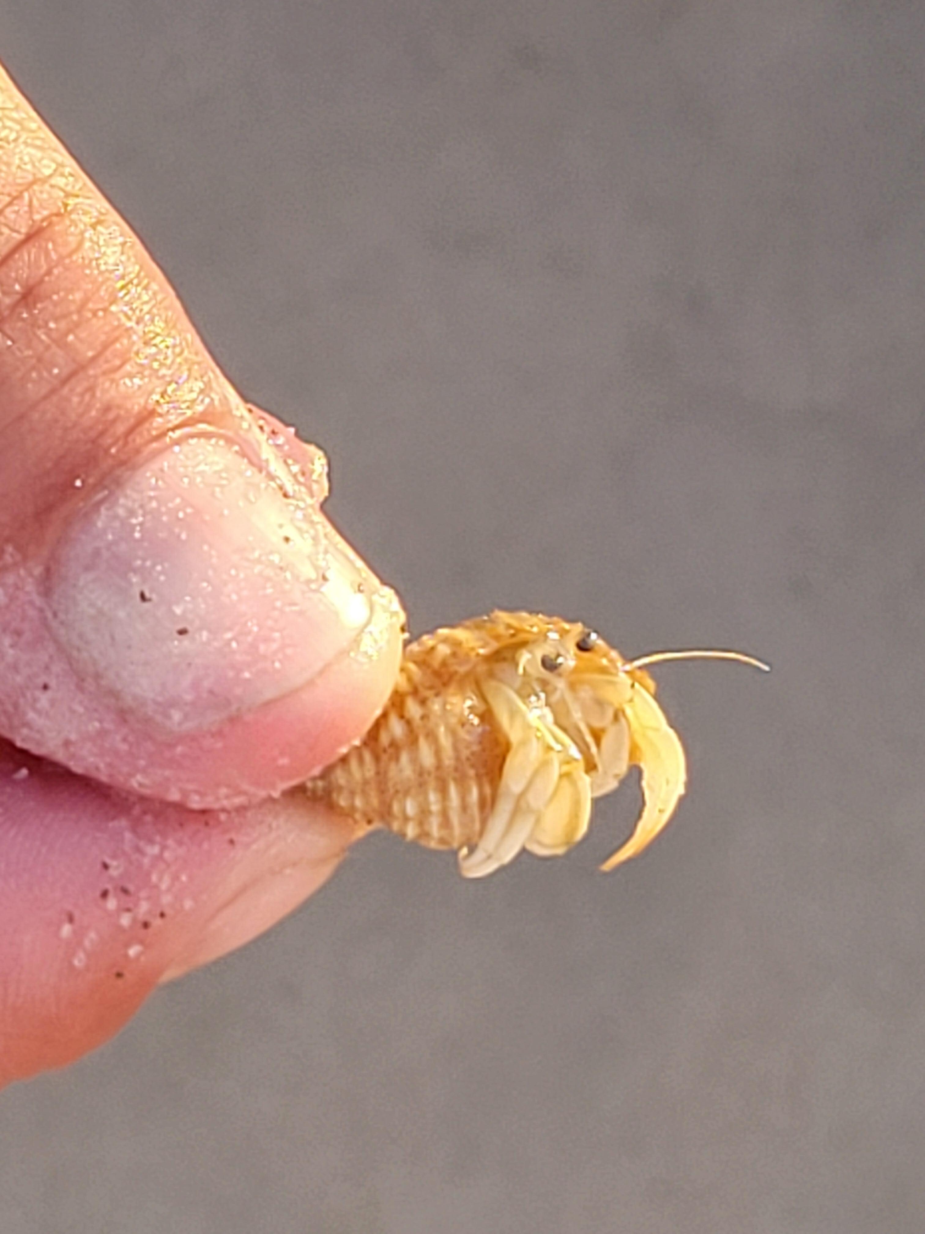 Hermit Crabs