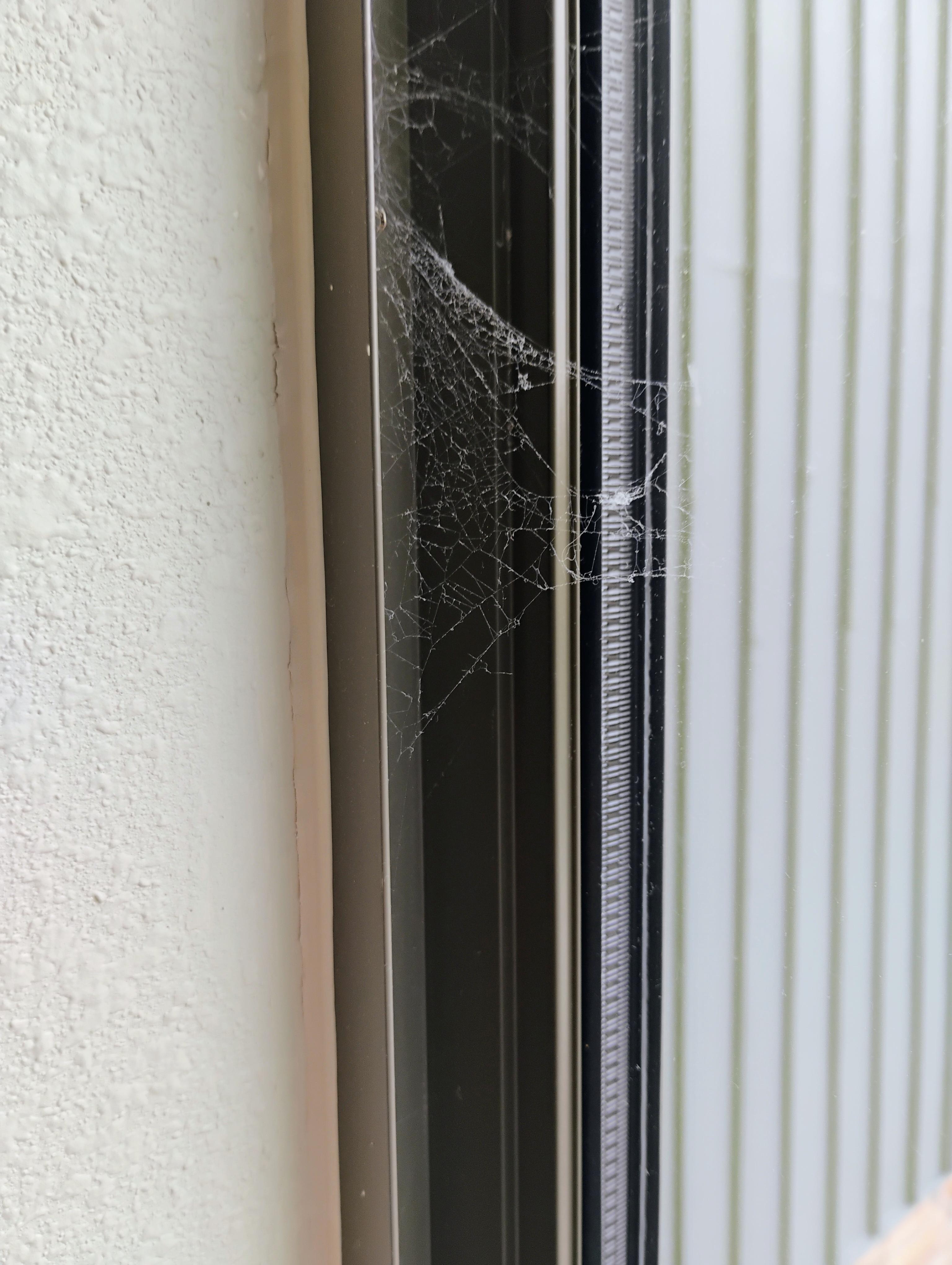 Spider webs in window frame.