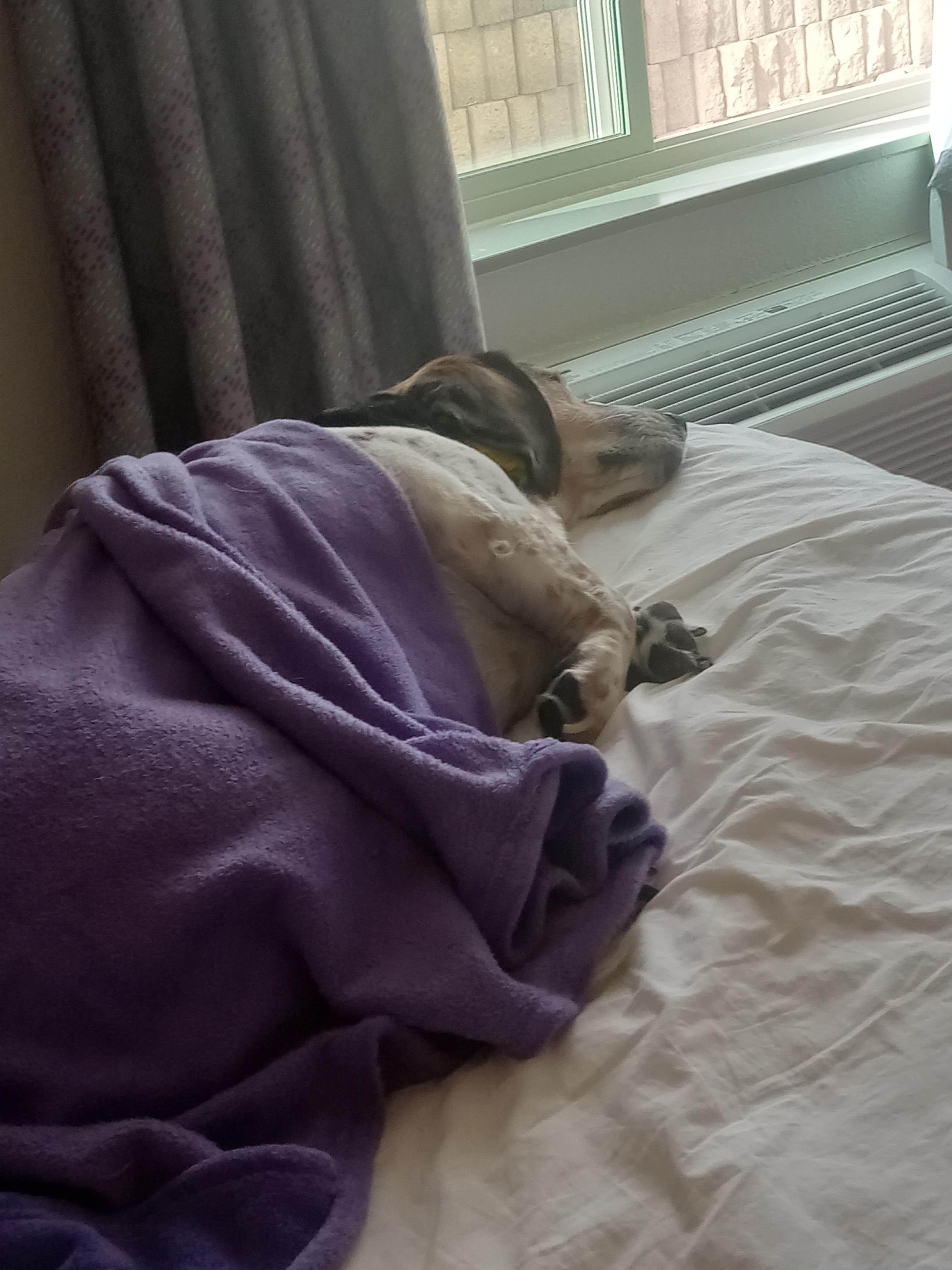 My Service Dog Cookie Monster Relaxing and watching the squirrels out the window. She loves it here
