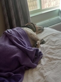 My Service Dog Cookie Monster Relaxing and watching the squirrels out the window. She loves it here