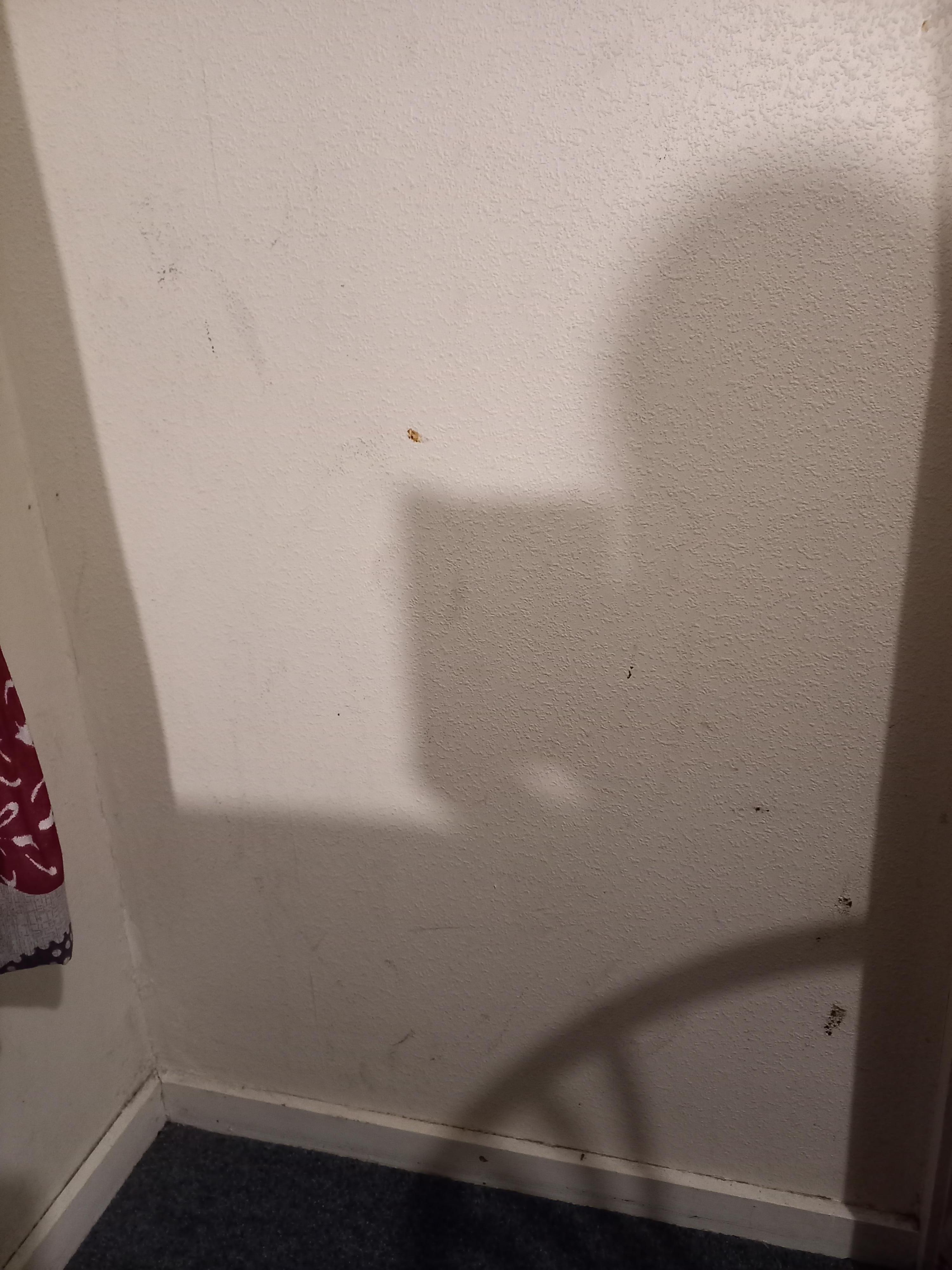 Wall in lounge black marks and bugs squashed and stains all over wall