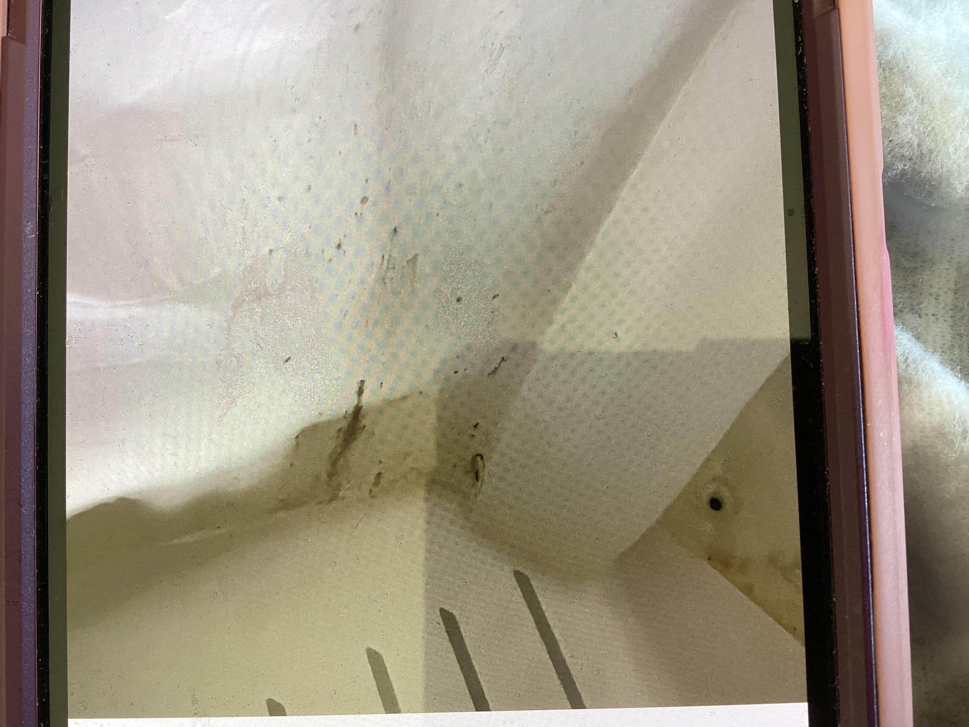 Mold on shower curtain 