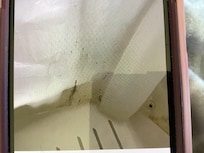 Mold on shower curtain