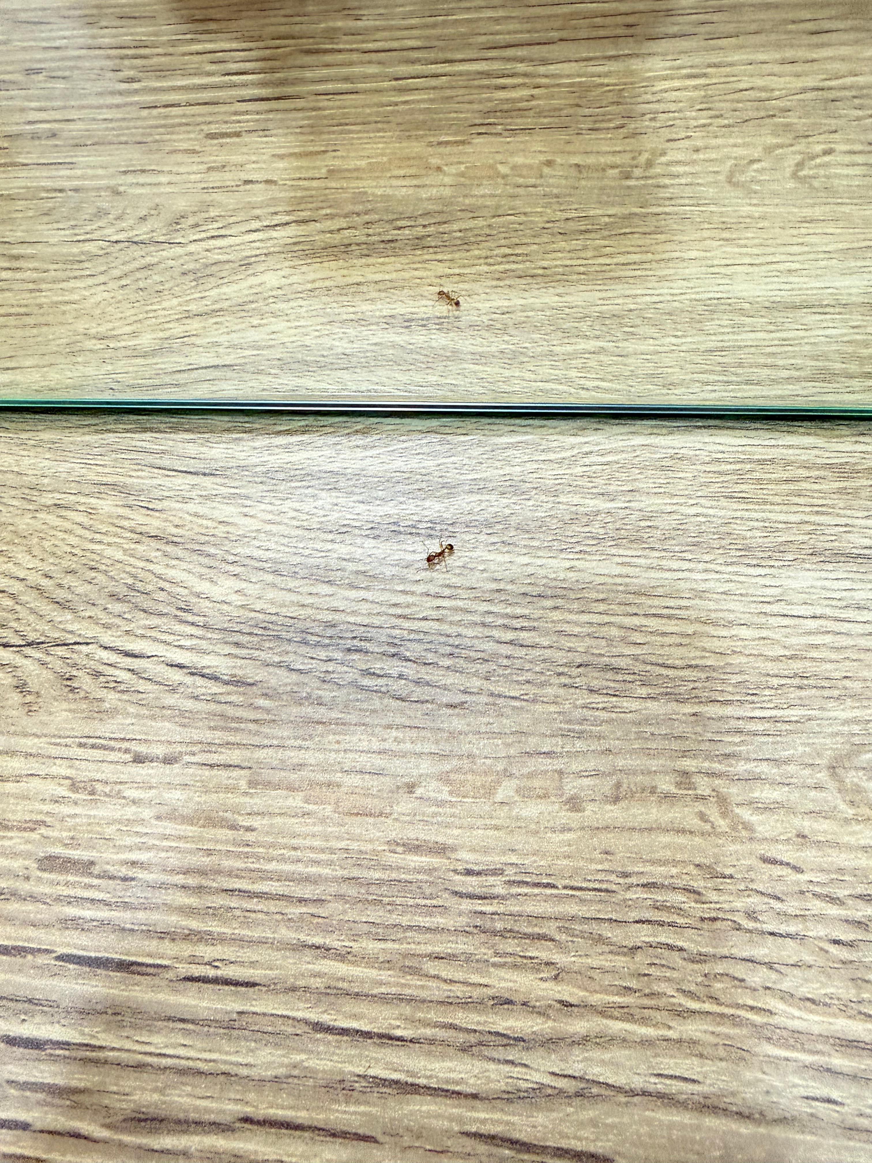 Ants