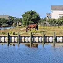 So wonderful to see the horses.