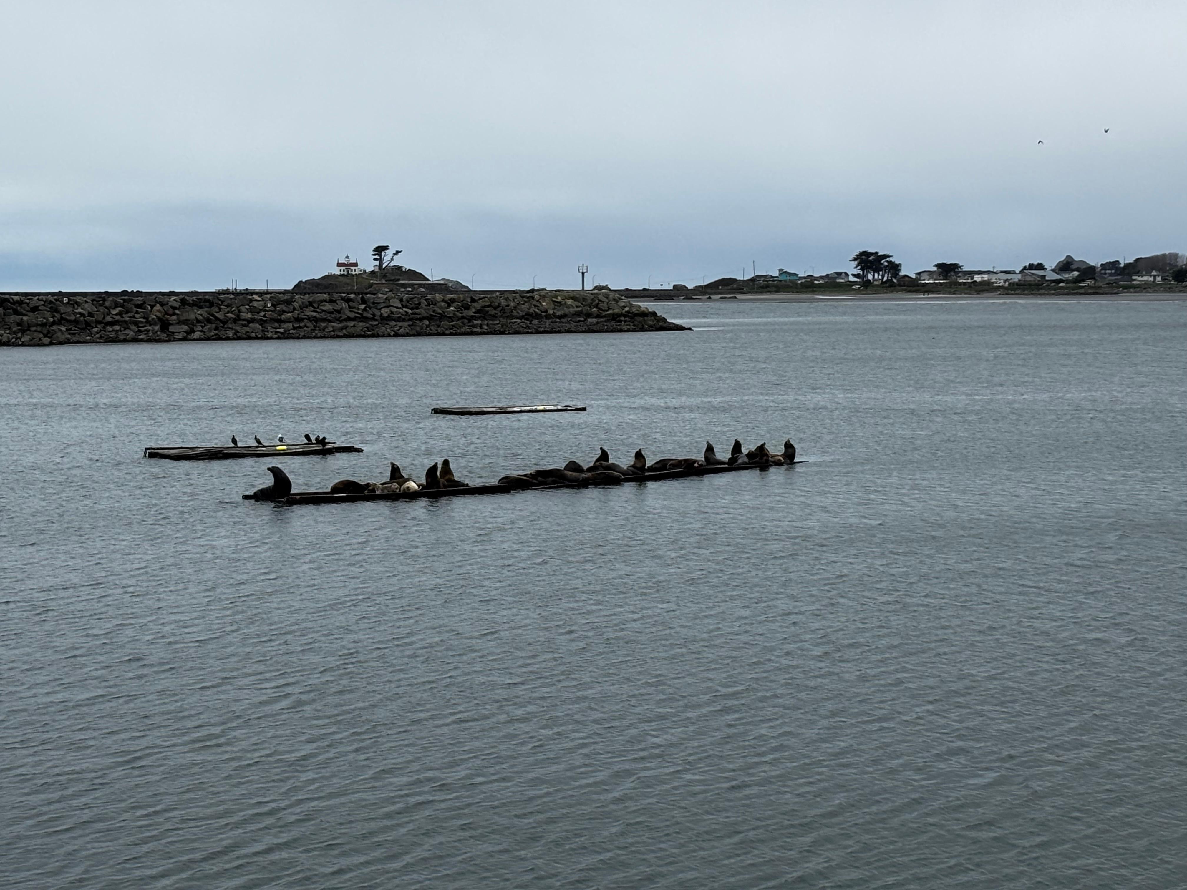 Søløvernes ligger og hygger sig tæt ved. 