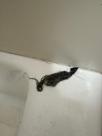 Clump of hair I removed from tub drain