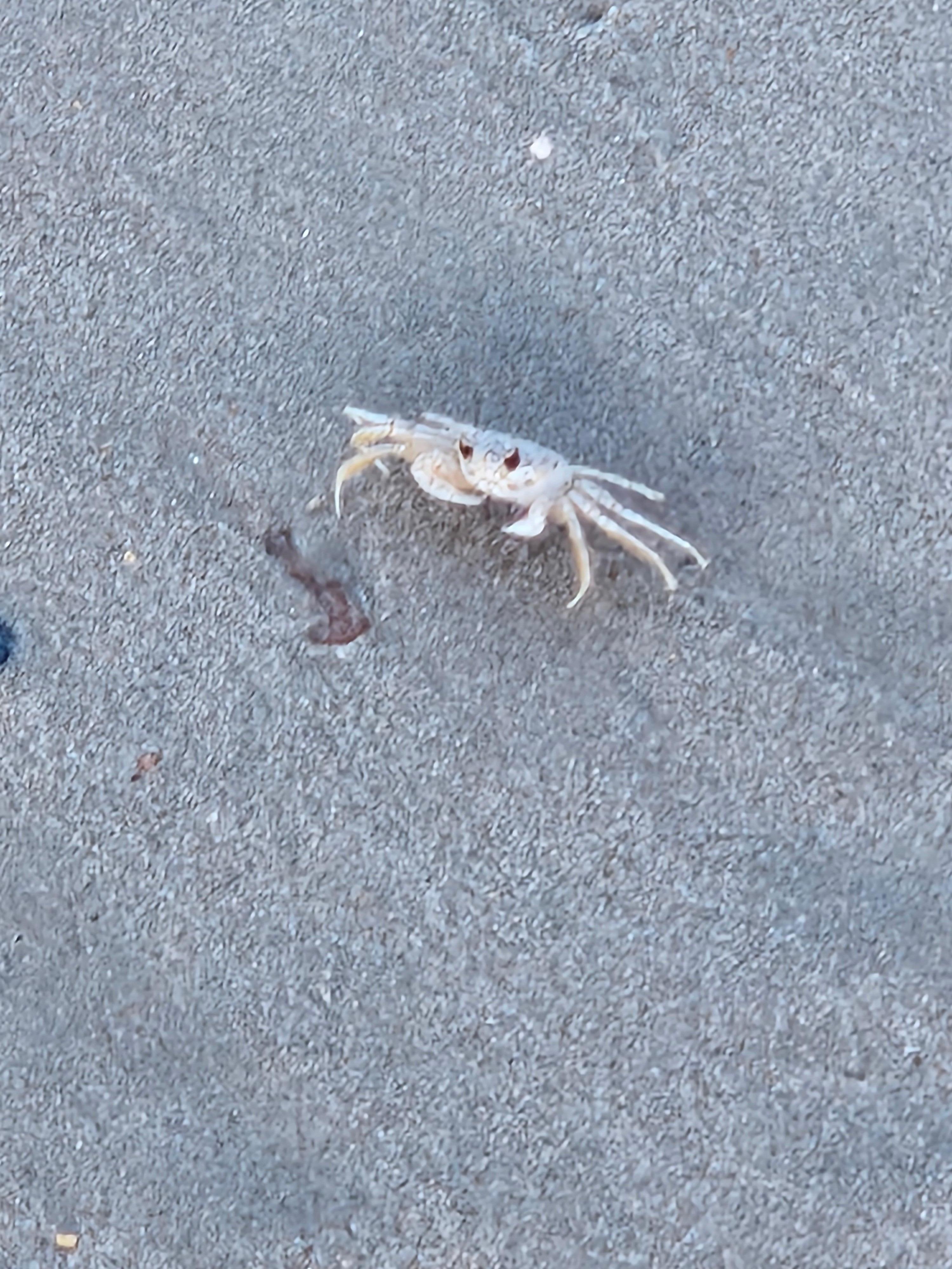 Beach crabs are very fun