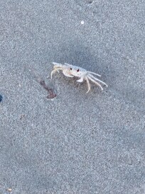 Beach crabs are very fun