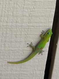 Local backyard gecko