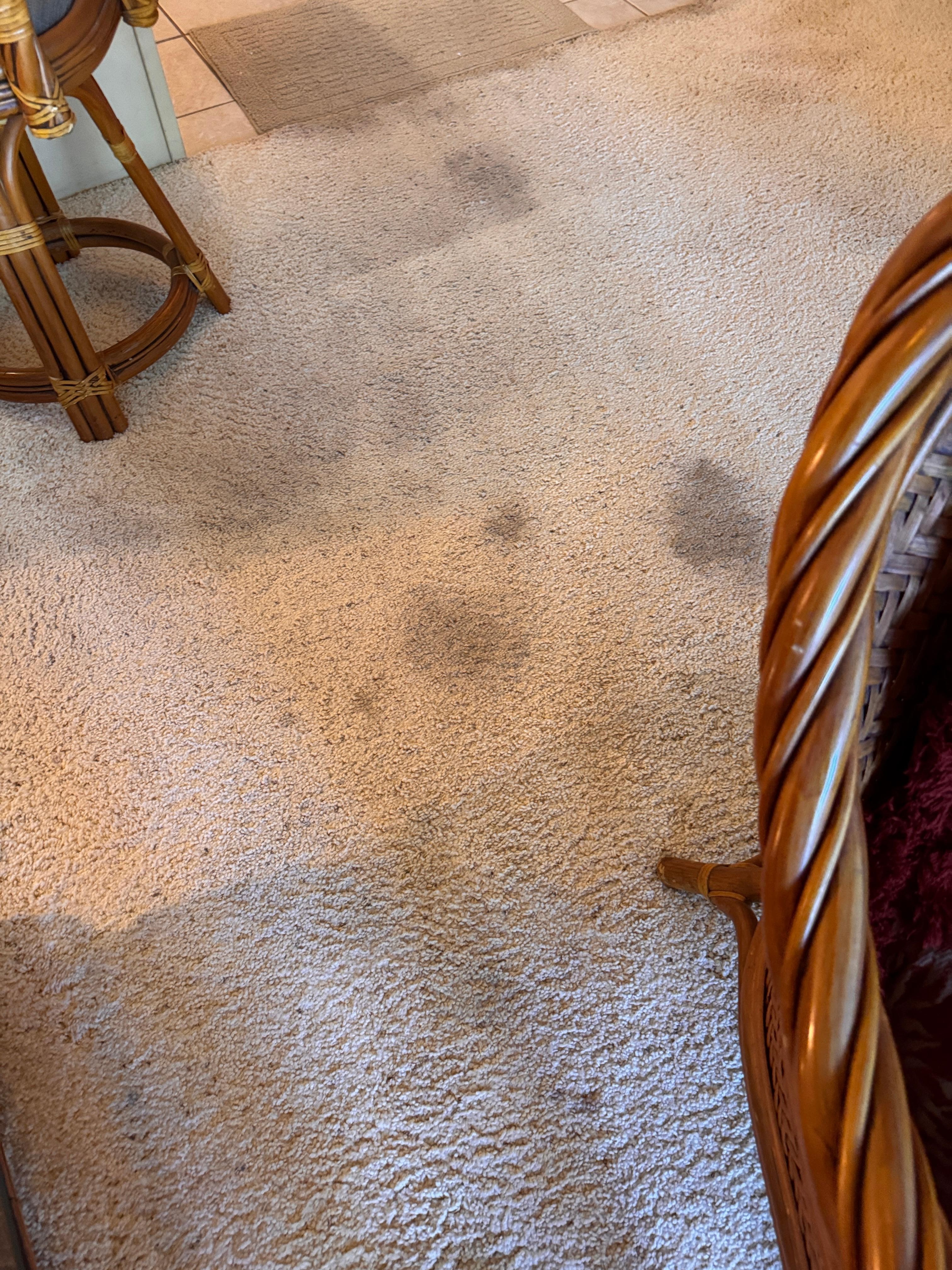 Carpet in Living Room