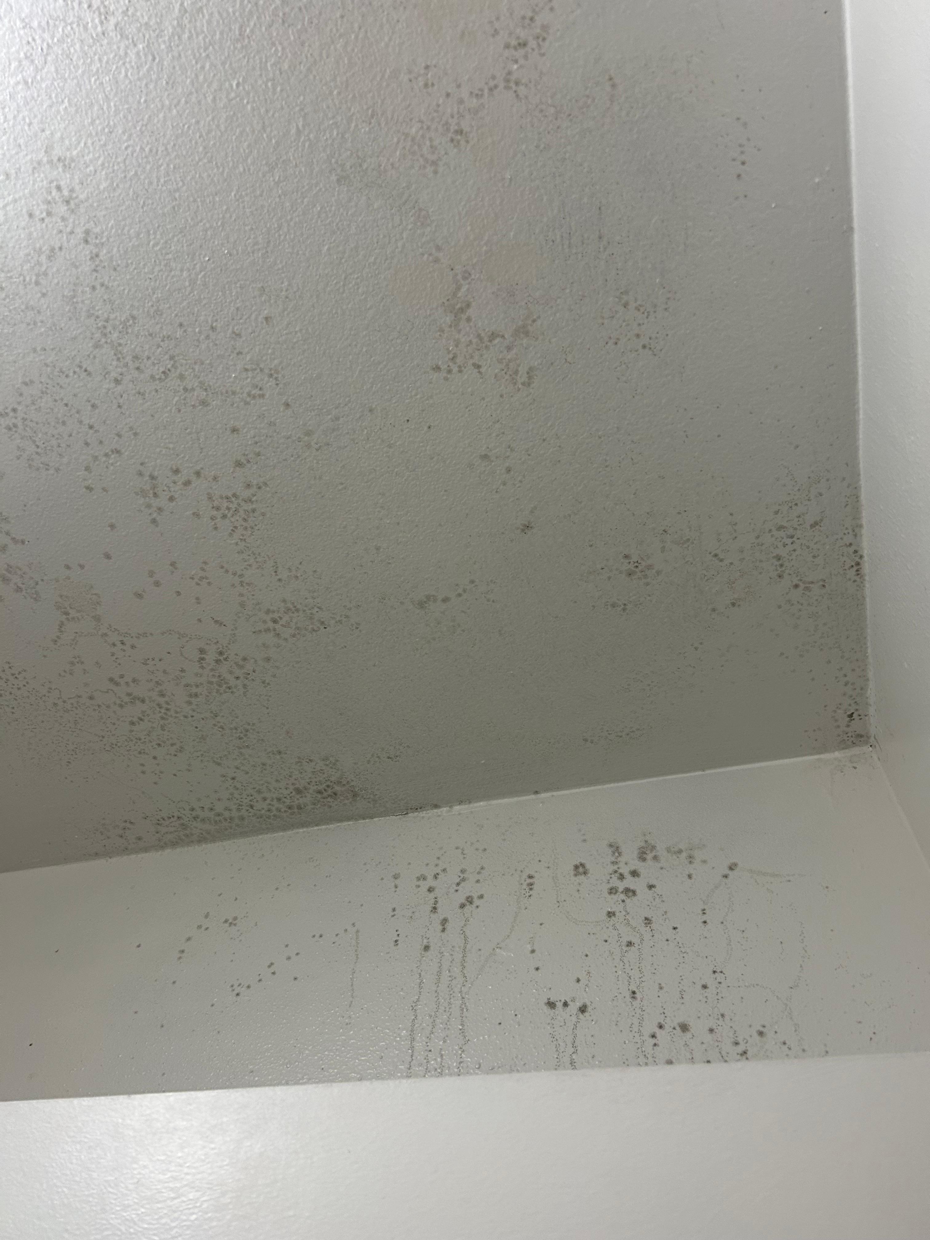Mold on a bathroom ceiling