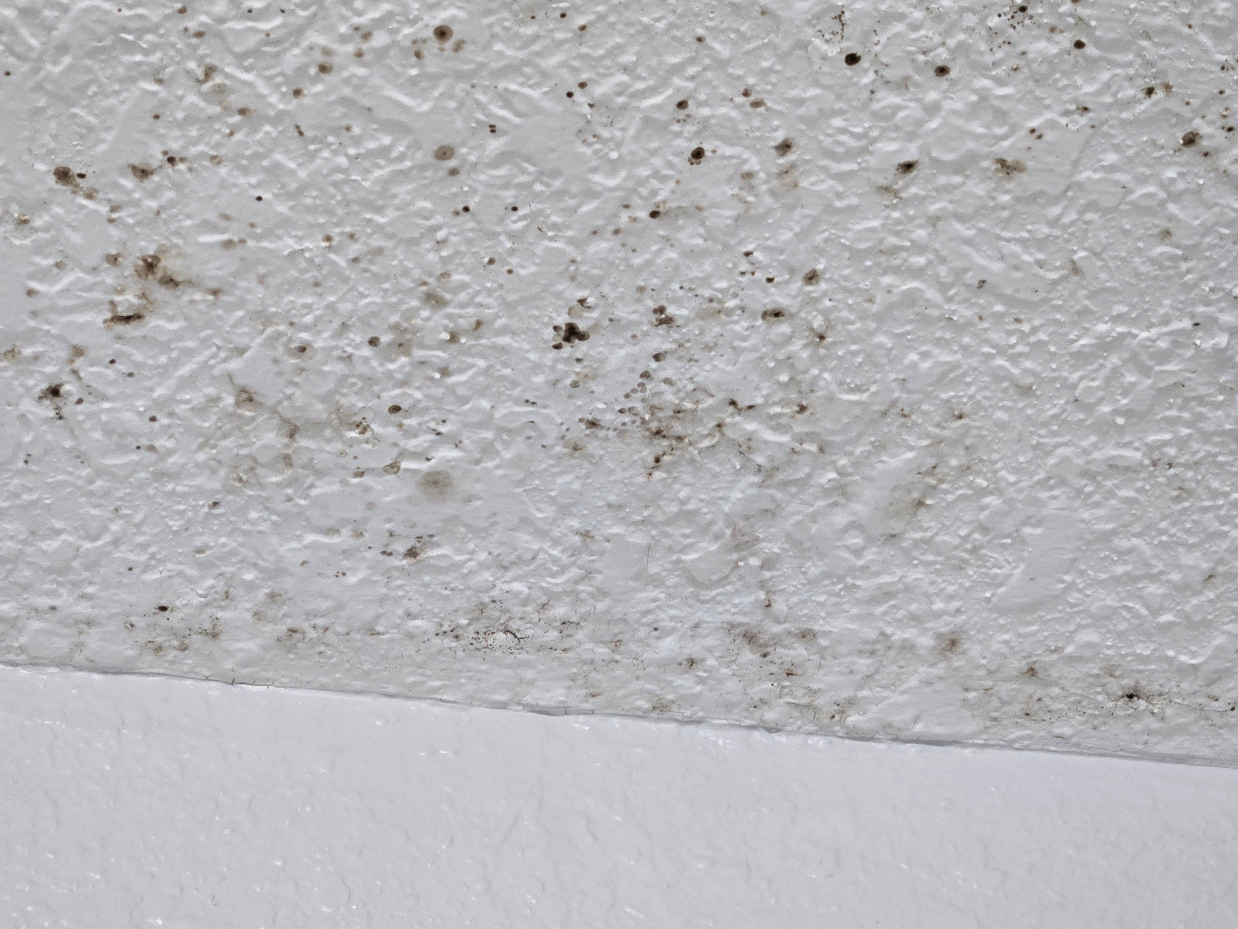 MOLD