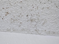 MOLD