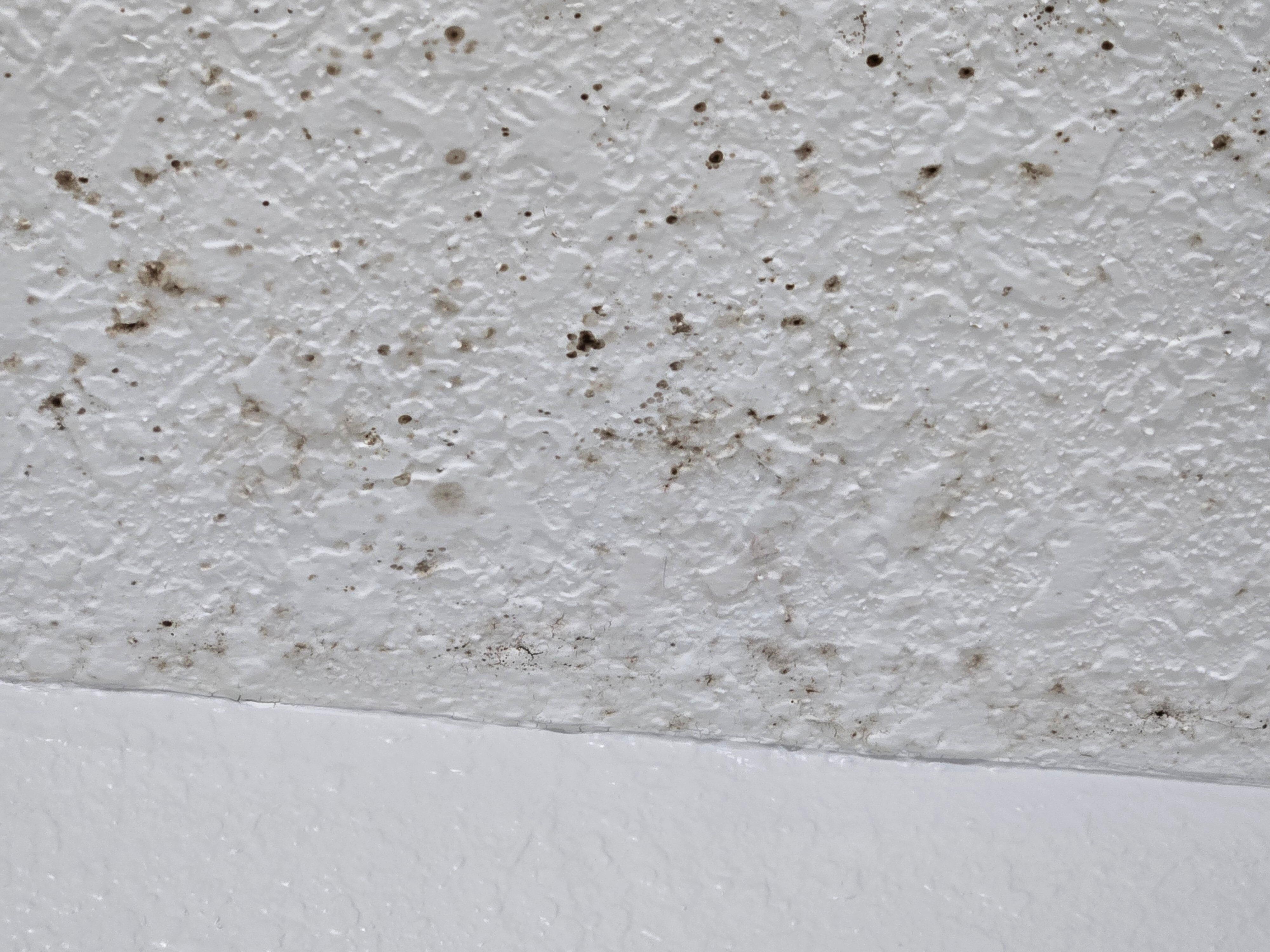MOLD