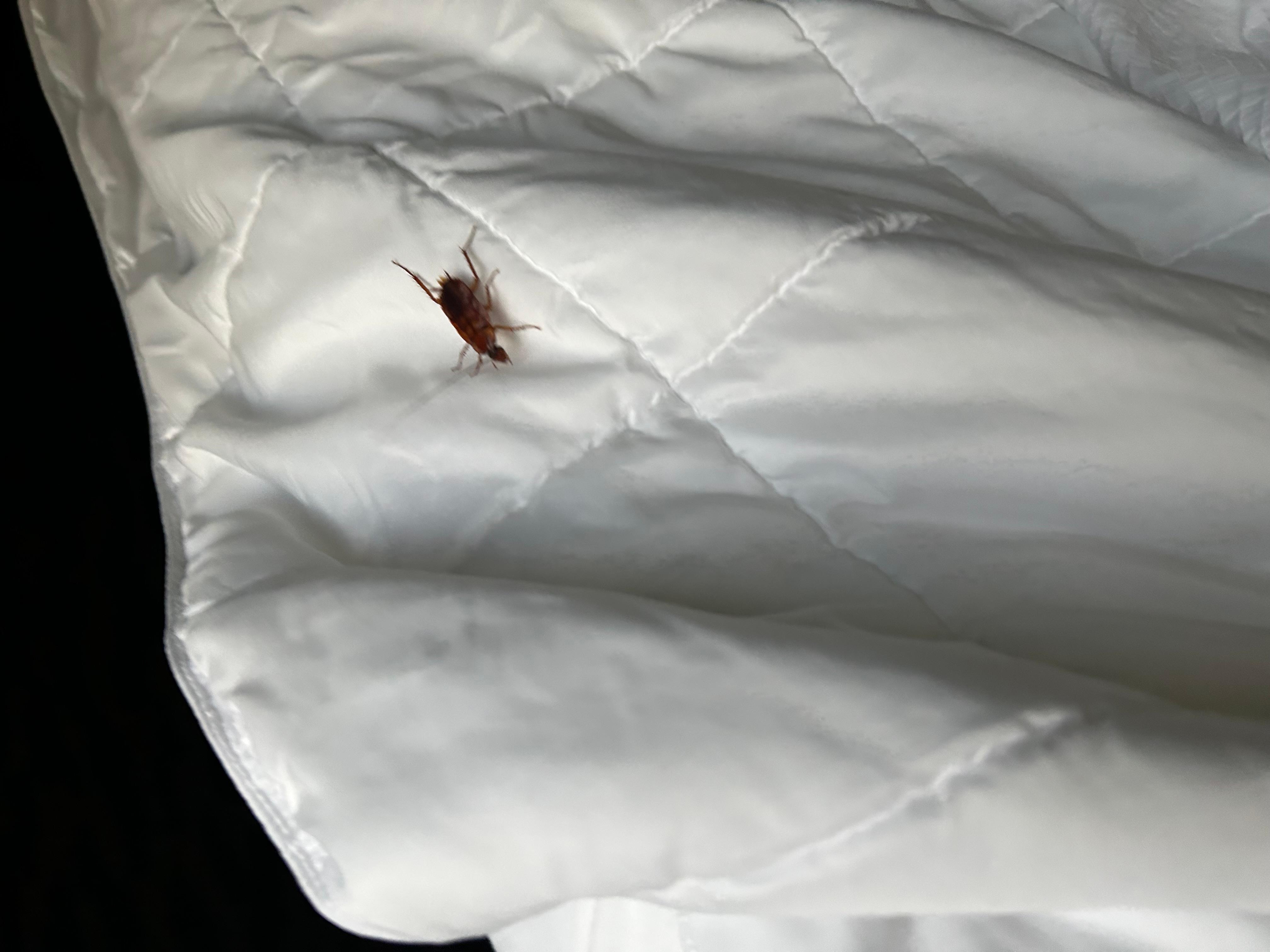 Roach in bed!