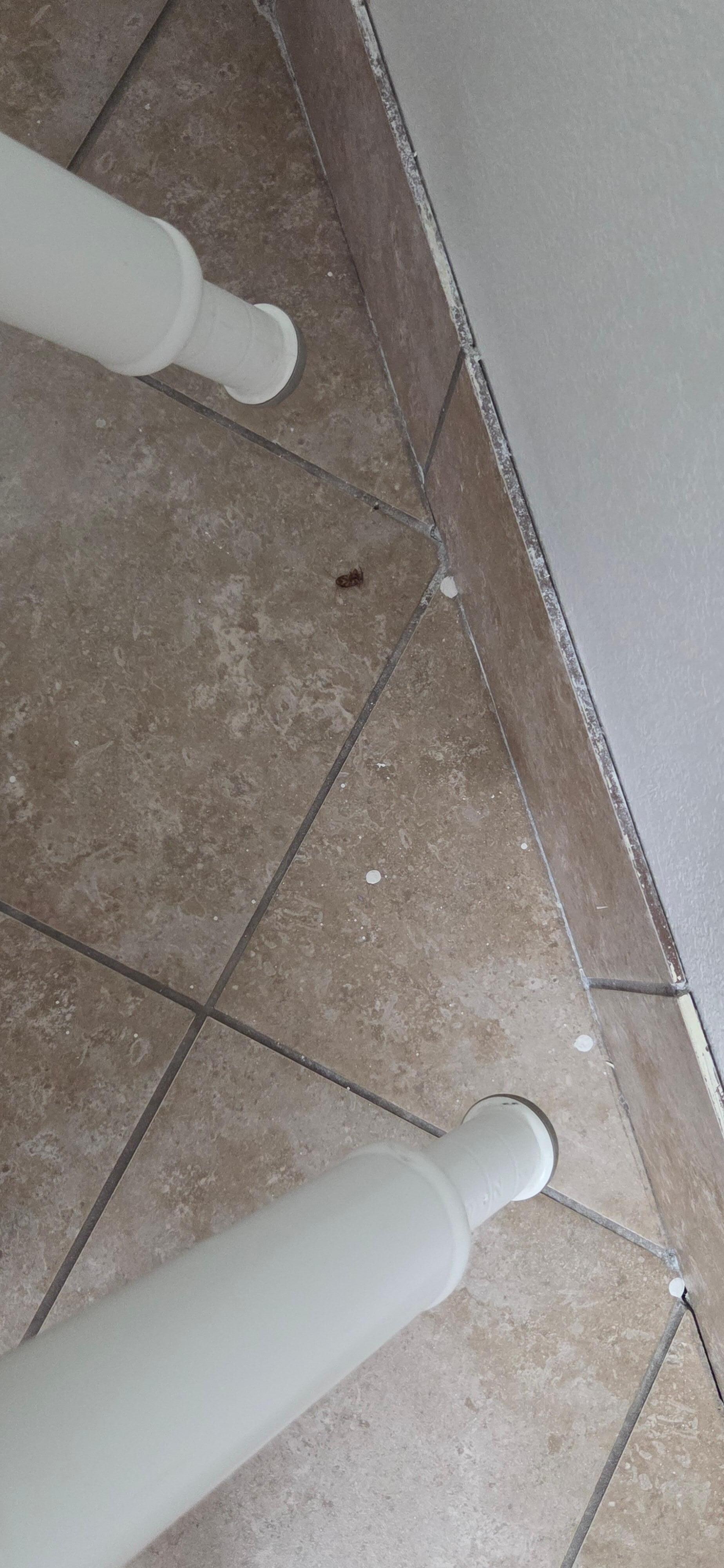 Cockroach
