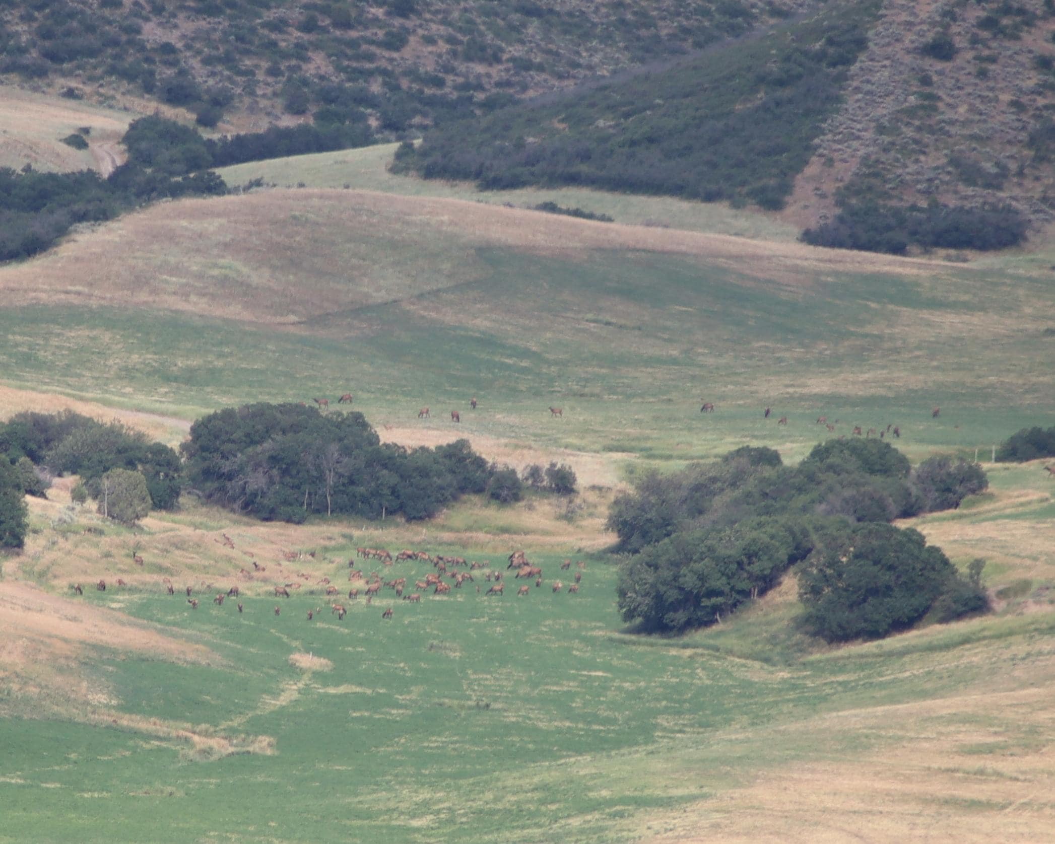 Elk way out in the pasture. 
