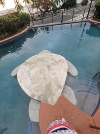 Pool over looking the Kahalu'u Beach Park across the street