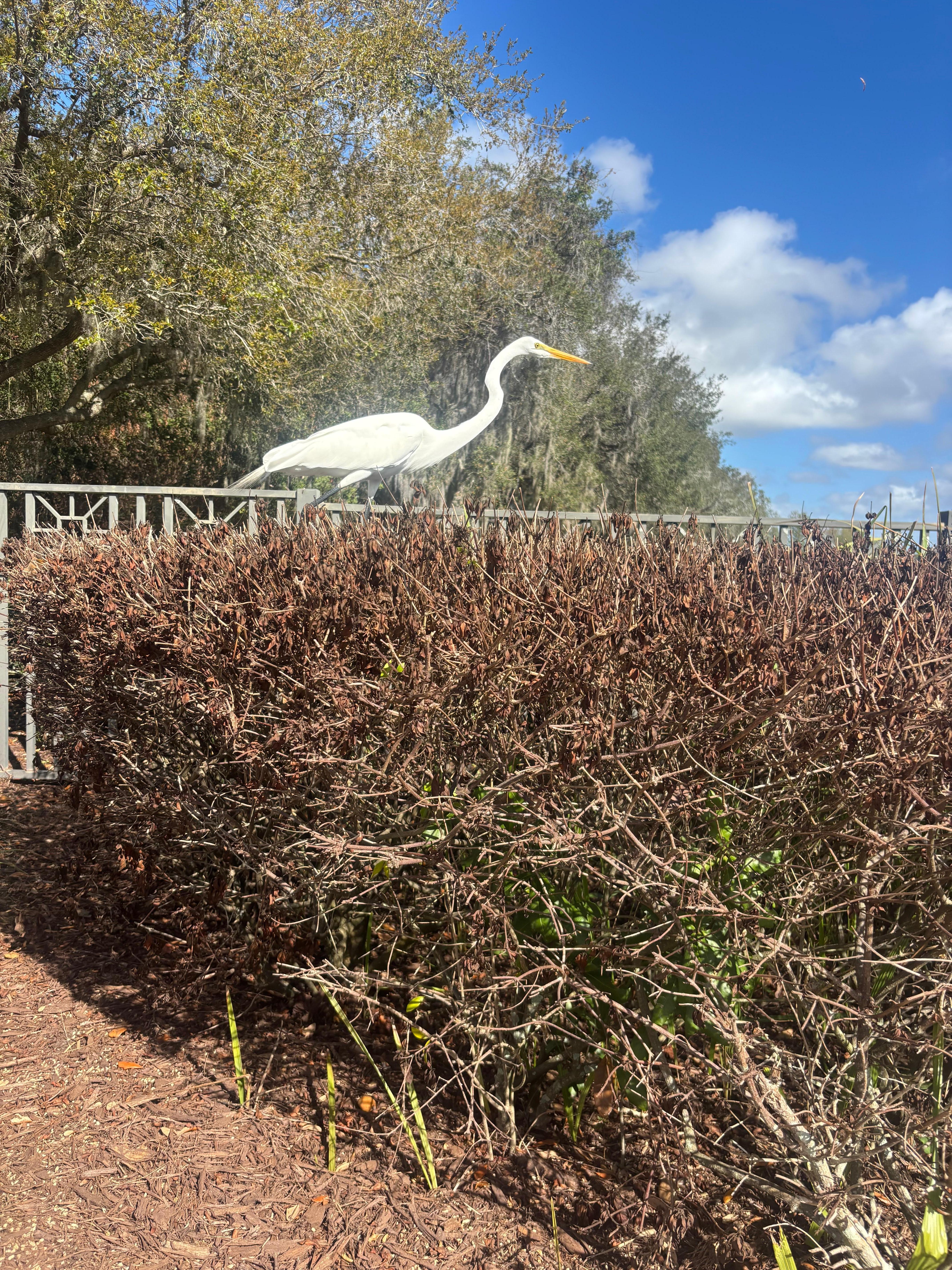 Our daily walks included our animal friends!