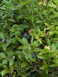 Wild blueberries to pick right on the property