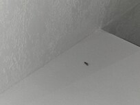 Flying bugs