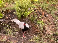 Silver pheasant