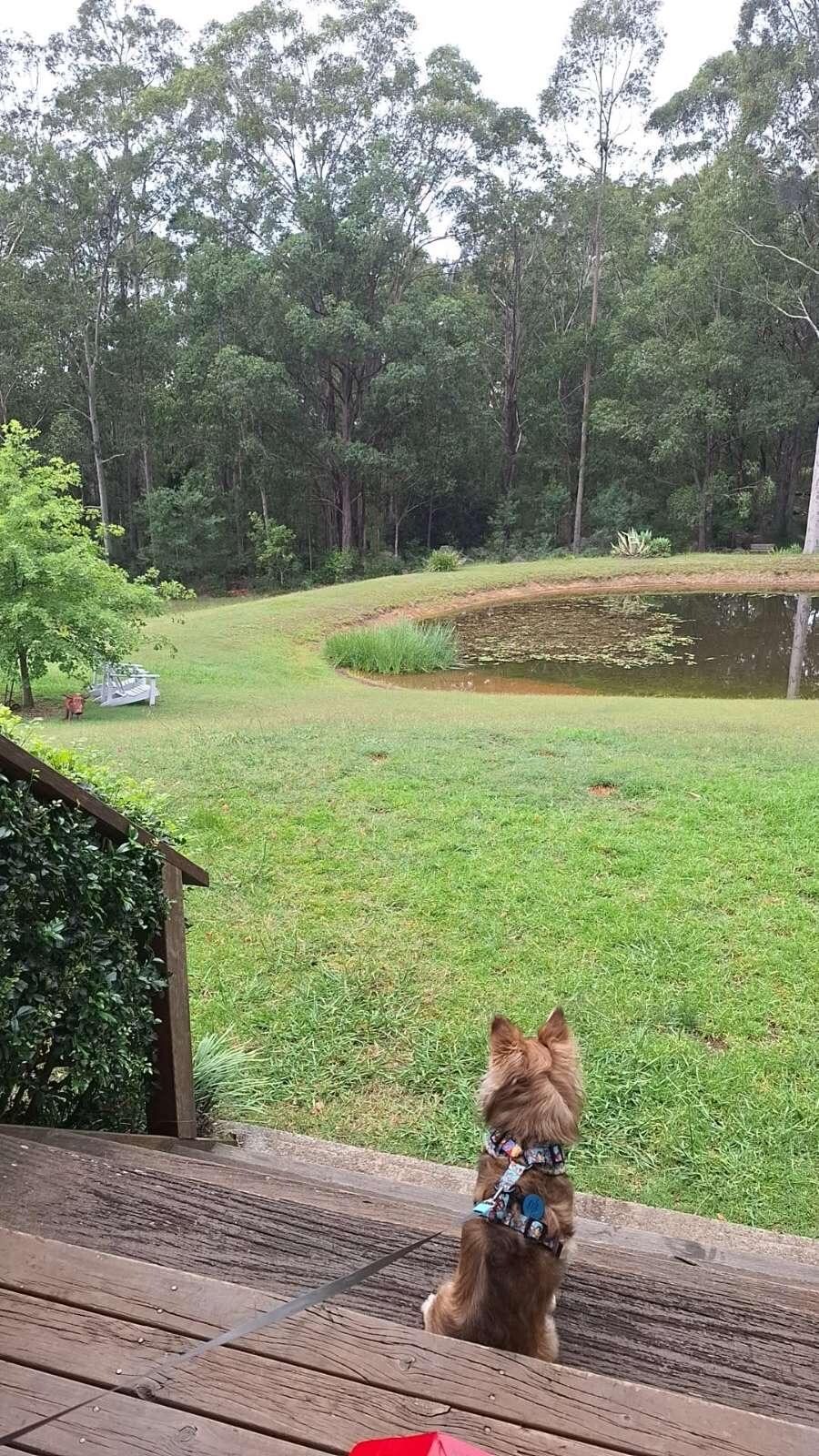 Teddy watching the moving trees and water