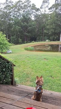 Teddy watching the moving trees and water